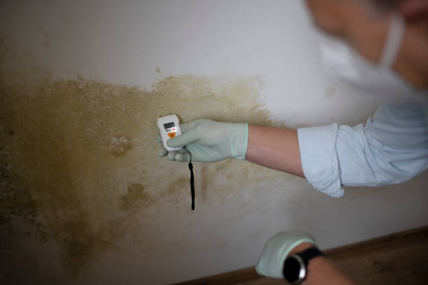 Mold Removal and Inspection in Chula Vista, CA