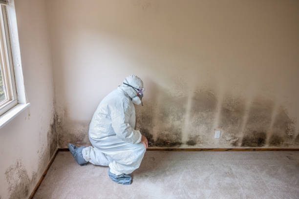 Attic Mold Removal in Chula Vista, CA