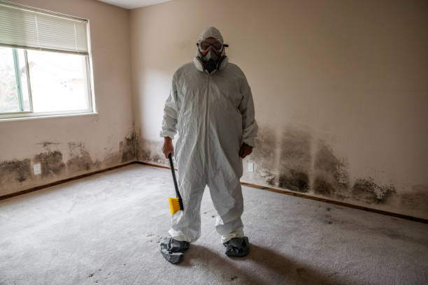 Professional Mold Removal in Chula Vista, CA