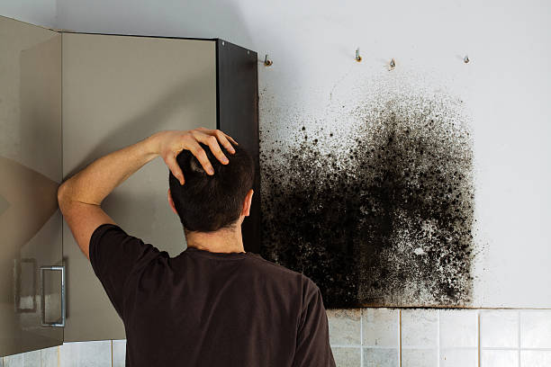 Best Crawl Space Mold Removal  in Chula Vista, CA
