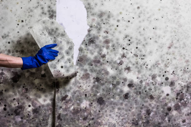 Best Mold Damage Repair  in Chula Vista, CA