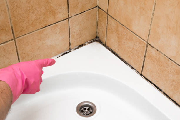 Best Certified Mold Removal  in Chula Vista, CA