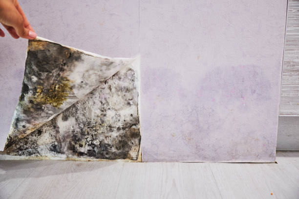 Best Black Mold Removal  in Chula Vista, CA